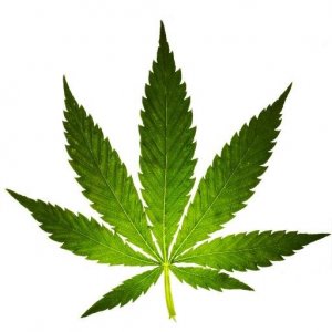 Cannabis News