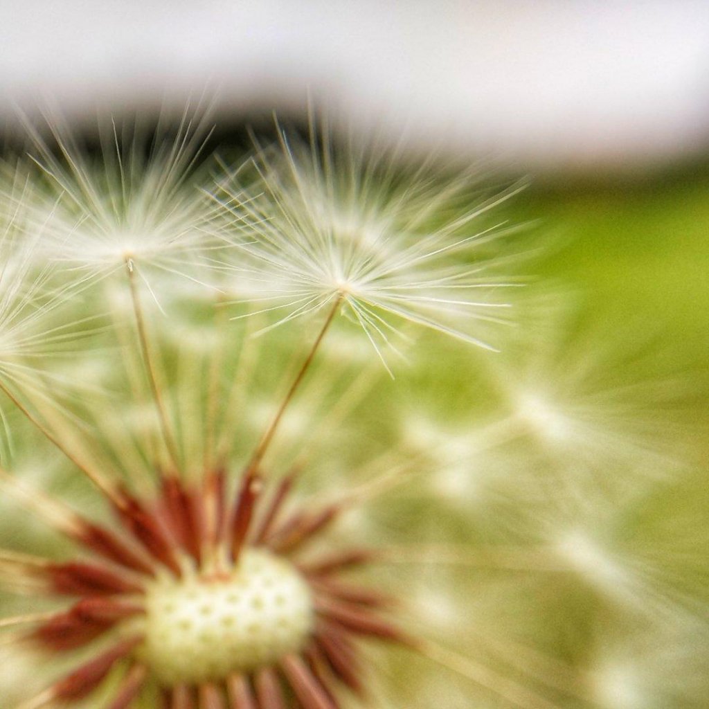 macro image of a dandelion 